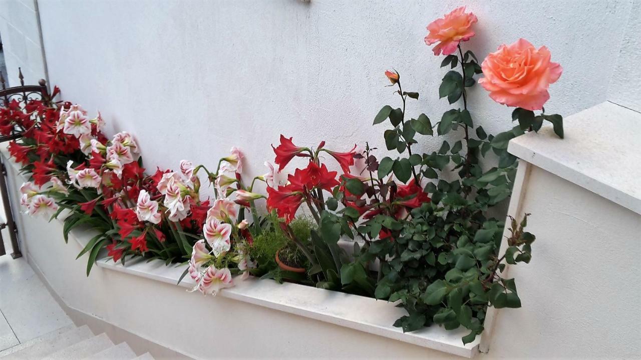 Guest House Fenix ברלה מראה חיצוני תמונה